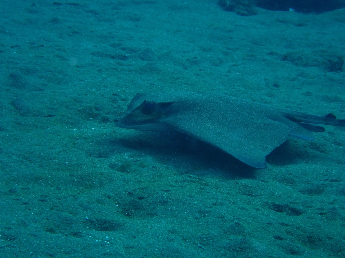 galeria de imágenes de Scuba Legends Dive Center Lanzarote