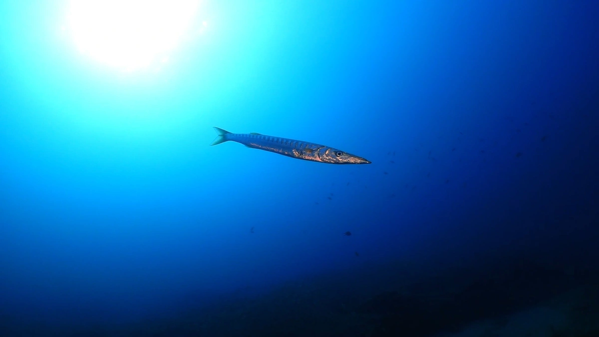 galeria de imágenes de Scuba Legends Dive Center Lanzarote