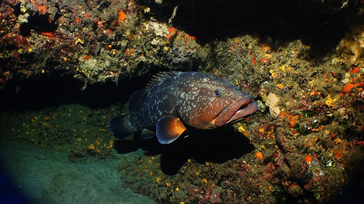 galeria de imágenes de Scuba Legends Dive Center Lanzarote