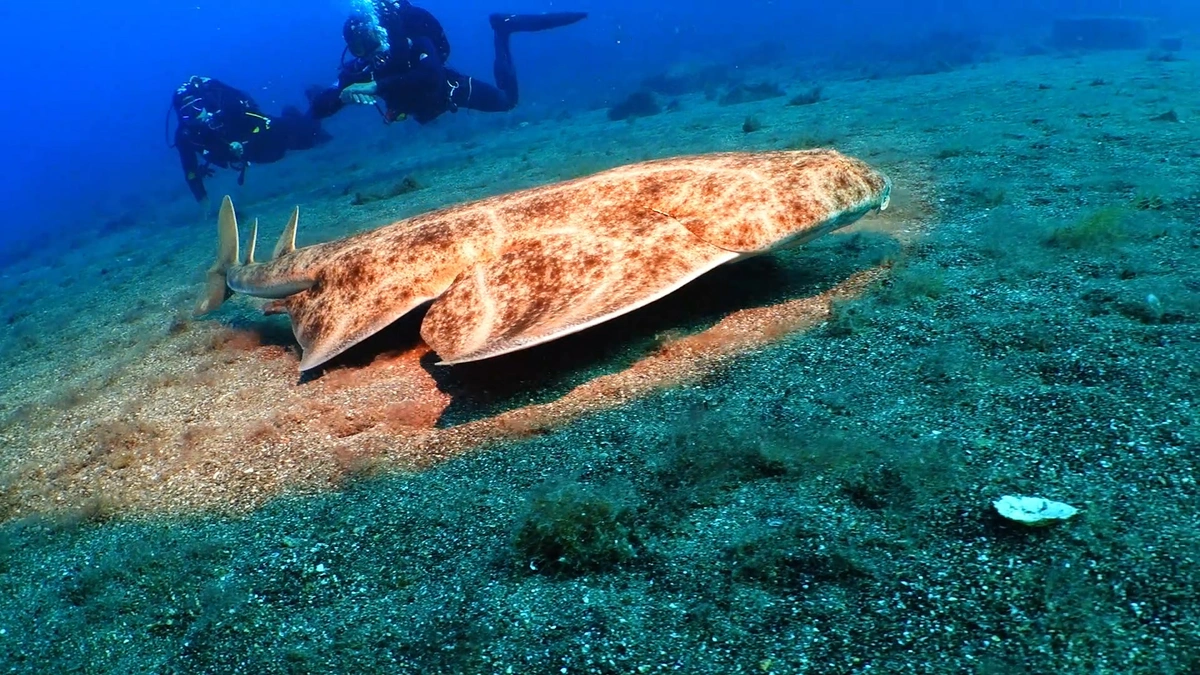galeria de imágenes de Scuba Legends Dive Center Lanzarote