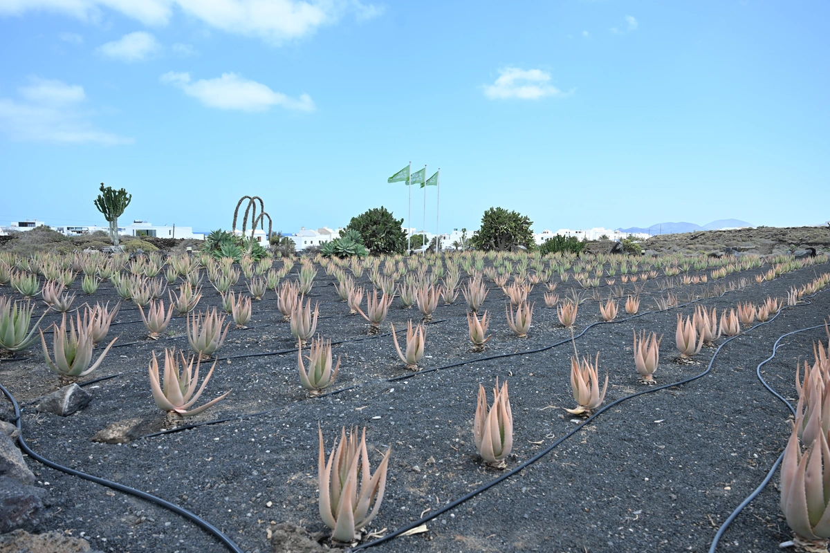 galeria de imágenes de Aloe Canarias 