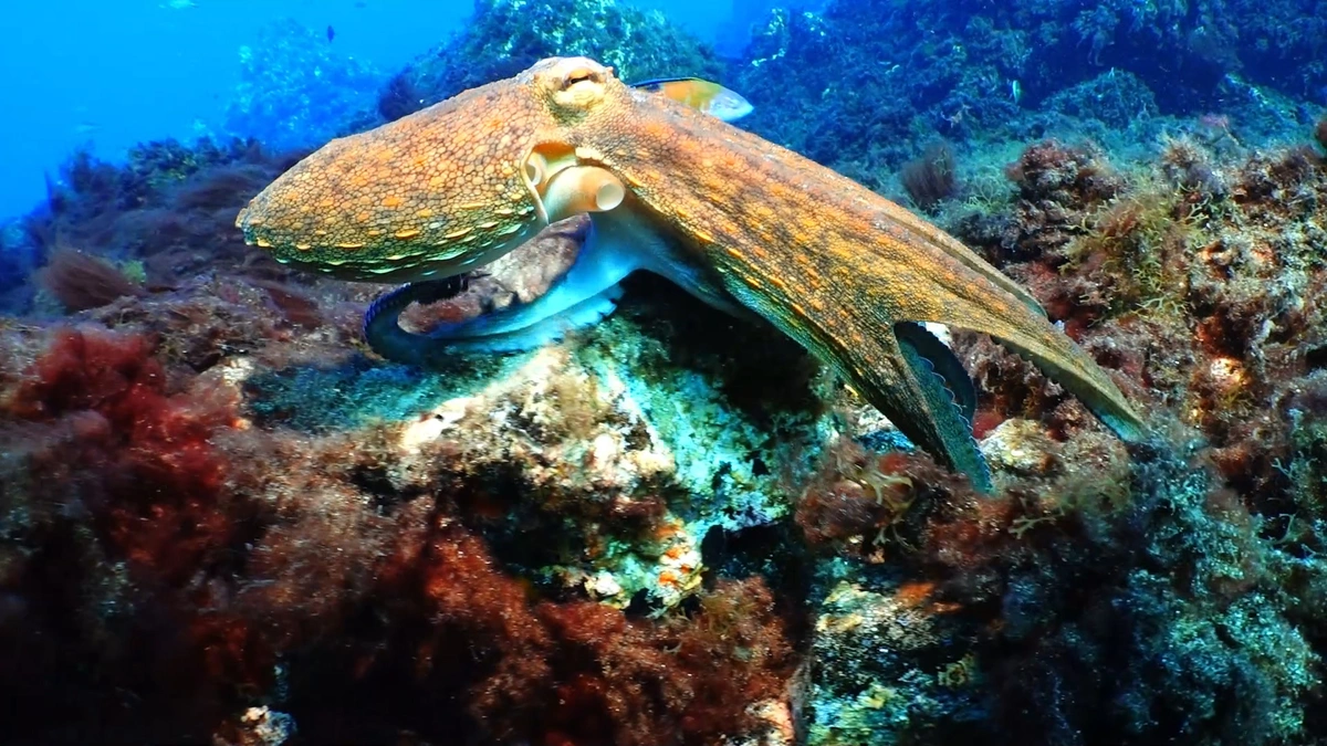 galeria de imágenes de Scuba Legends Dive Center Lanzarote