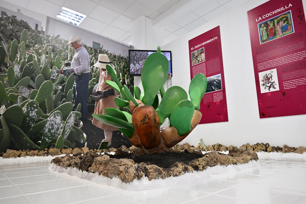 galeria de imágenes de Aloe Canarias 