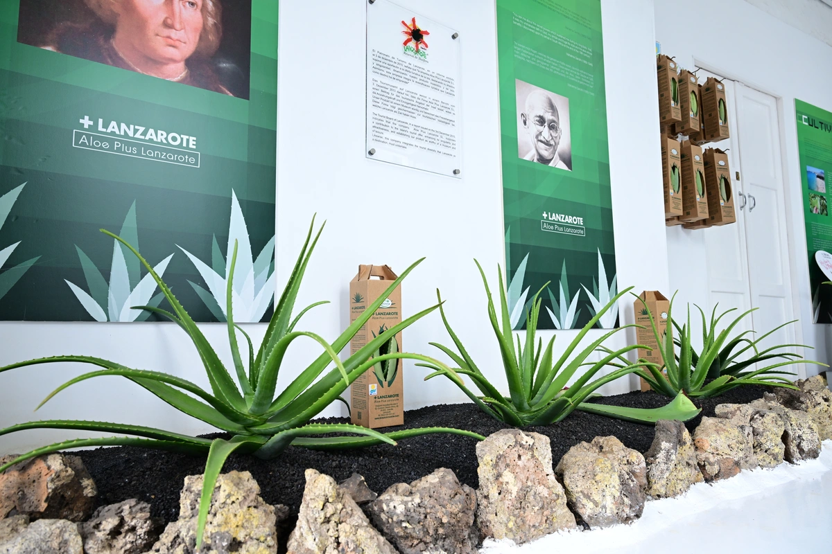 galeria de imágenes de Aloe Canarias 