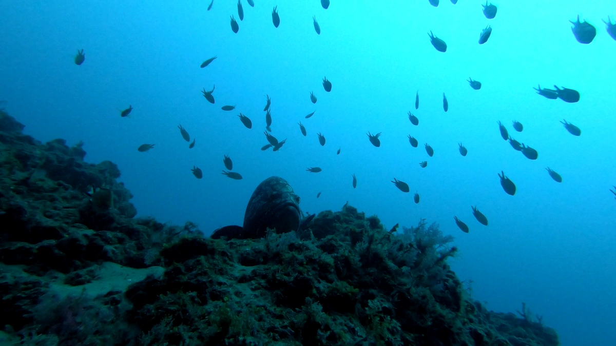galeria de imágenes de Scuba Legends Dive Center Lanzarote