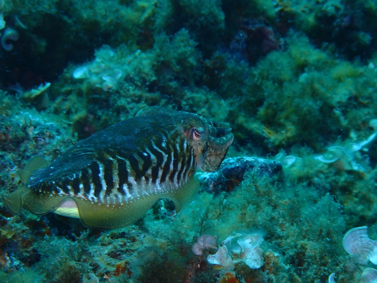 galeria de imágenes de Scuba Legends Dive Center Lanzarote