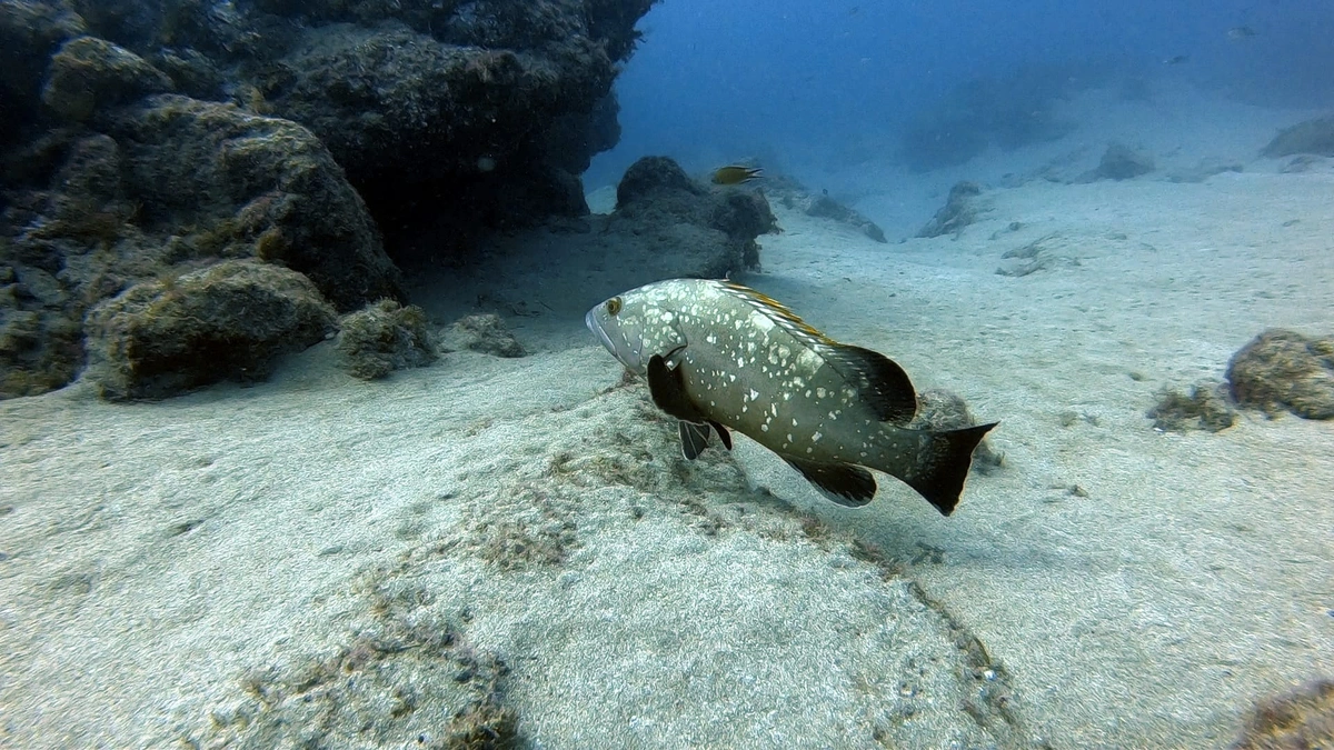 galeria de imágenes de Scuba Legends Dive Center Lanzarote