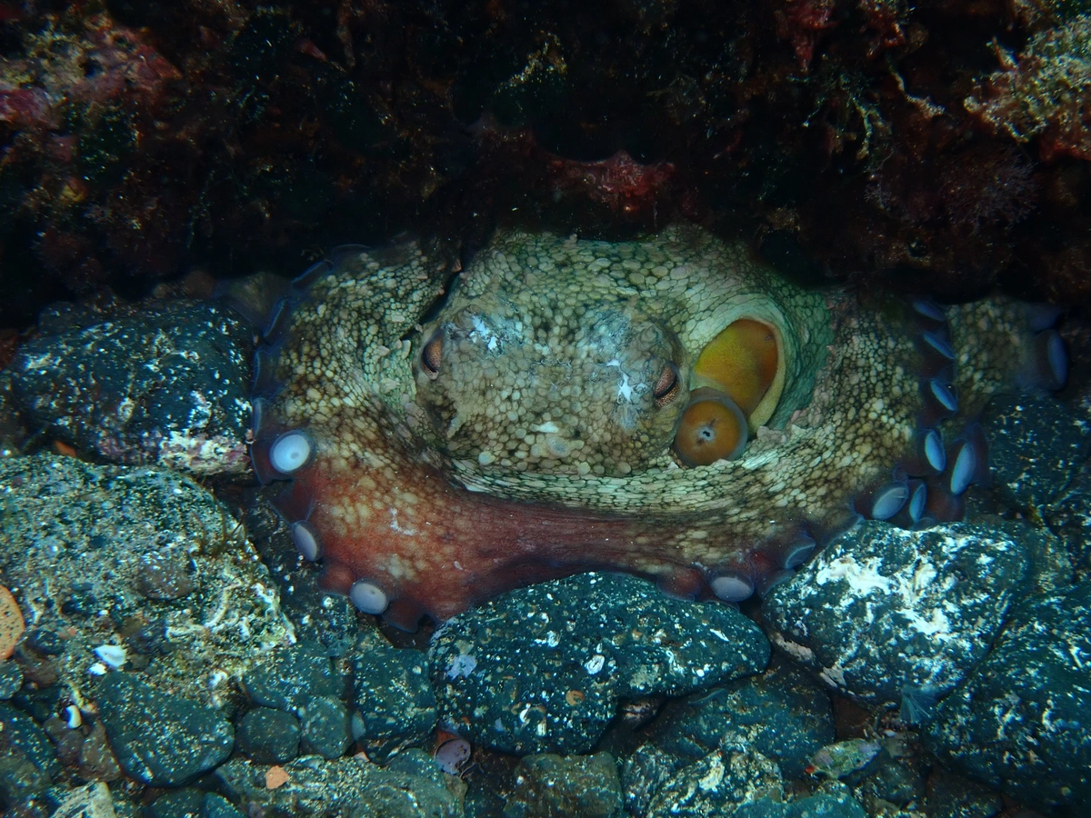 galeria de imágenes de Scuba Legends Dive Center Lanzarote