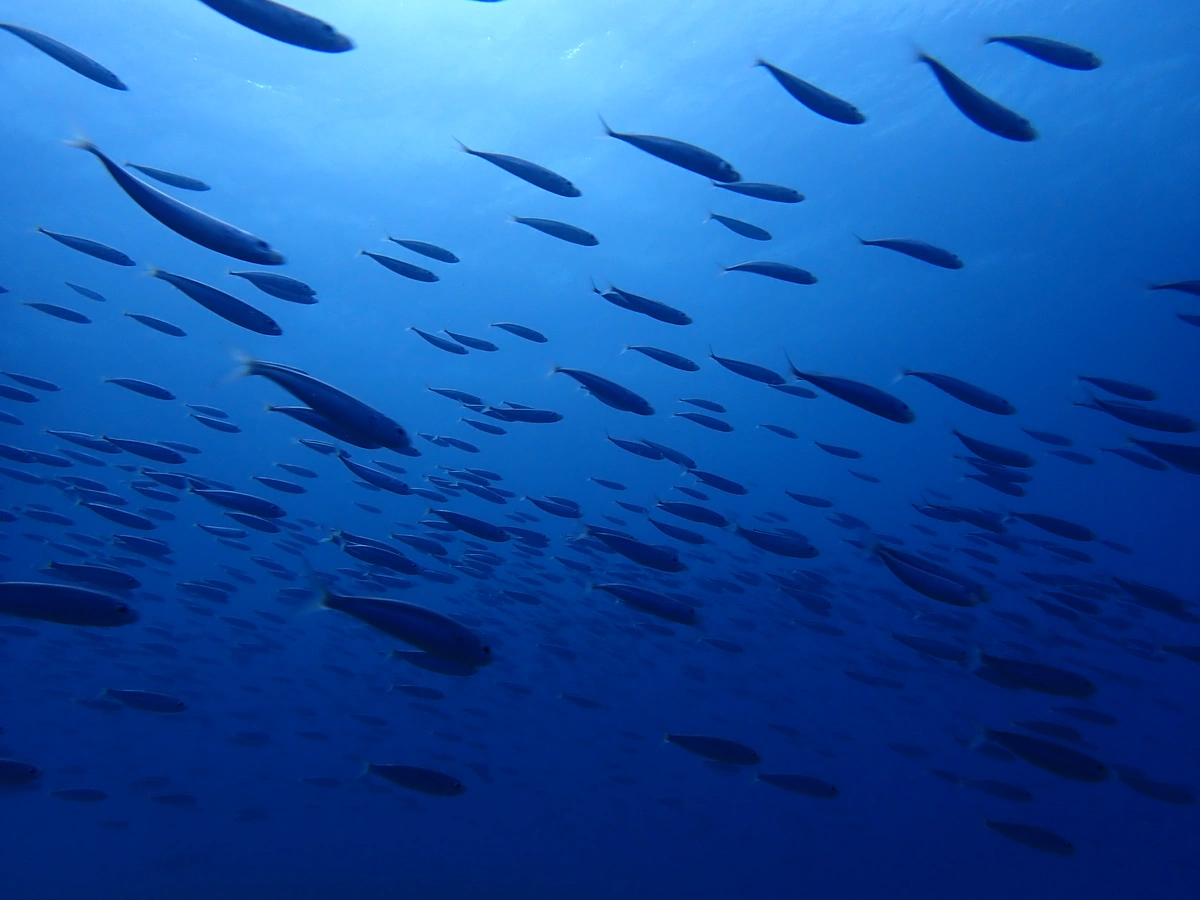galeria de imágenes de Scuba Legends Dive Center Lanzarote