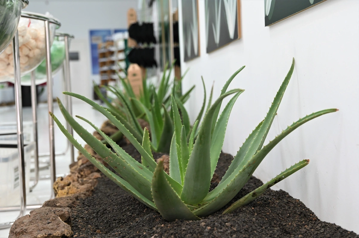 galeria de imágenes de Aloe Canarias